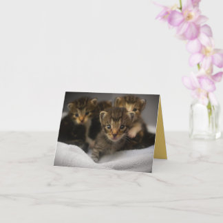 Kitten Love Card