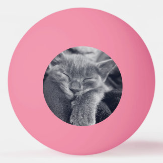 Kitten love ping pong ball