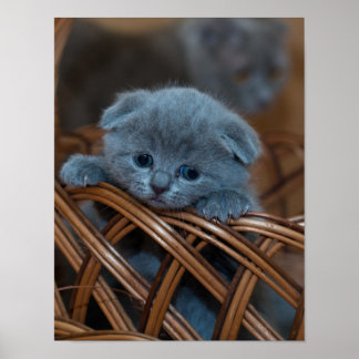 Kitten Love Poster
