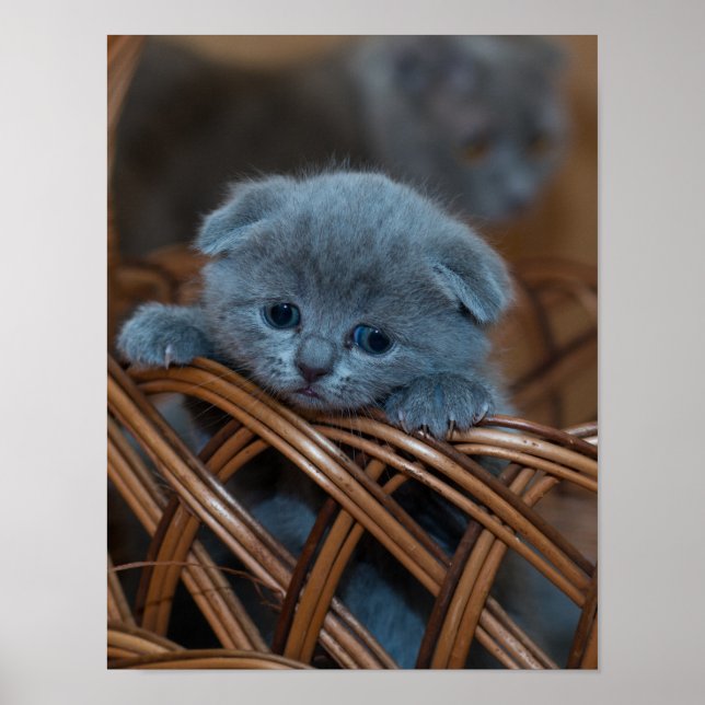 Kitten Love Poster (Front)