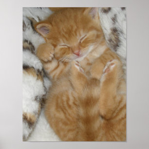 Kitten Love Poster