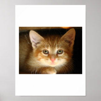 Kitten Love Poster
