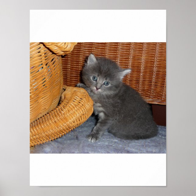 Kitten Love Poster (Front)