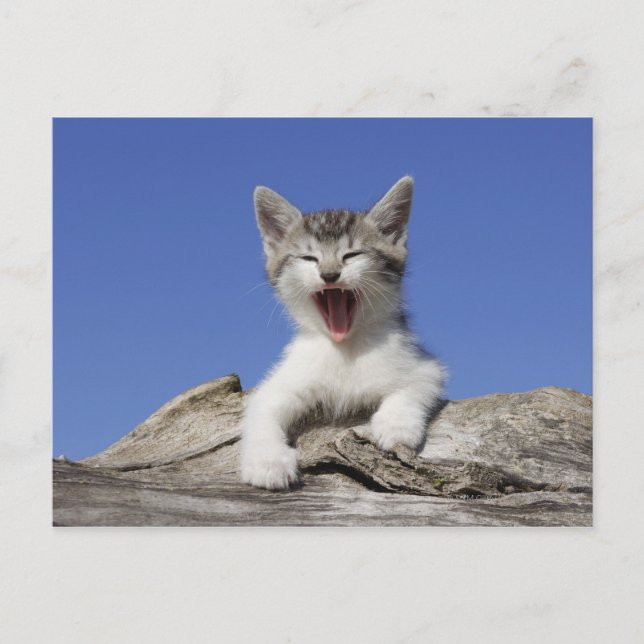 Kitten lying on log, yawning, close-up postcard (Front)