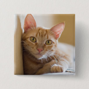 Kitten Lying On The Couch 2 Inch Square Button