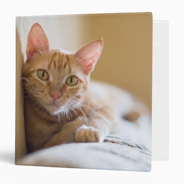 Kitten Lying On The Couch Binder (Front/Inside)