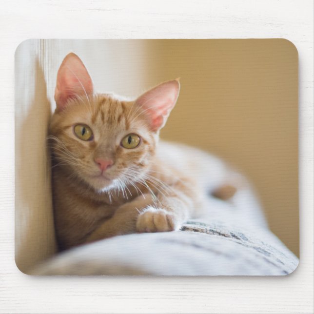 Kitten Lying On The Couch Mouse Pad (Front)