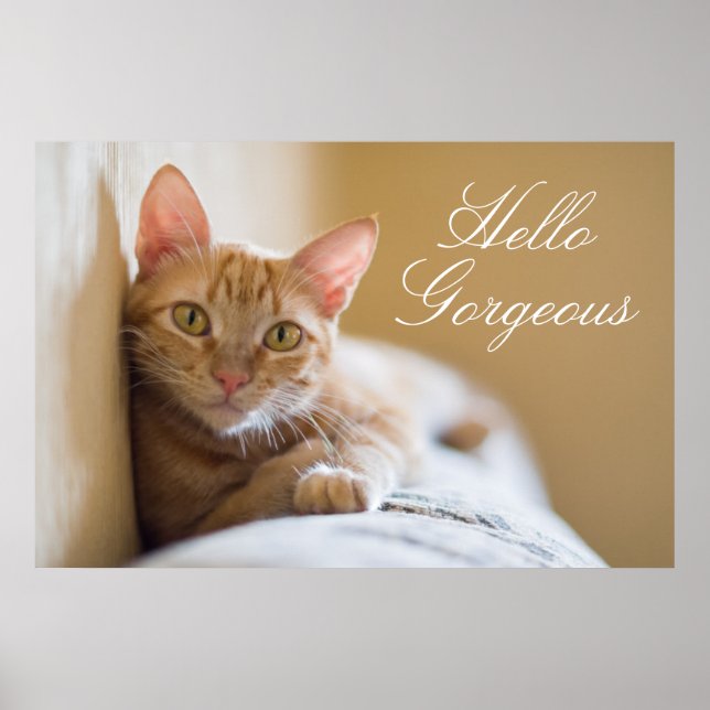 Kitten Lying On The Couch Poster (Front)