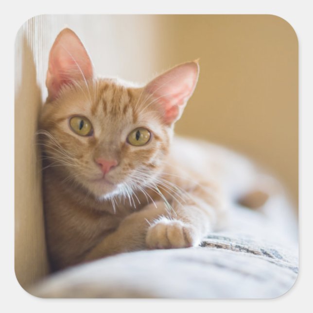 Kitten Lying On The Couch Square Sticker (Front)