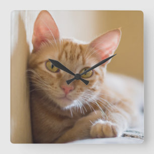 Kitten Lying On The Couch Square Wall Clock