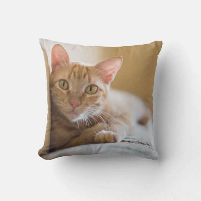 Kitten Lying On The Couch Throw Pillow (Front)