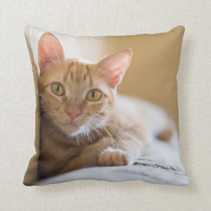Kitten Lying On The Couch Throw Pillow