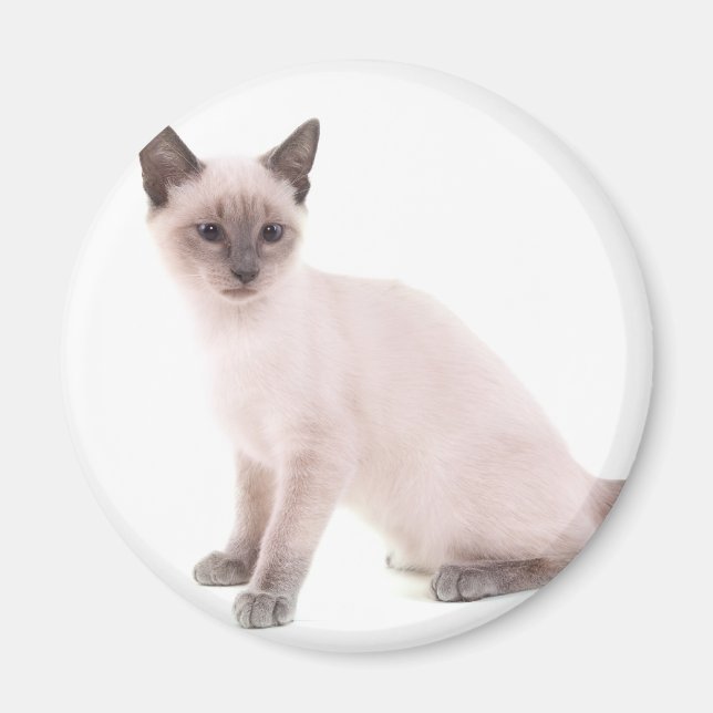 kitten magnet (Front)