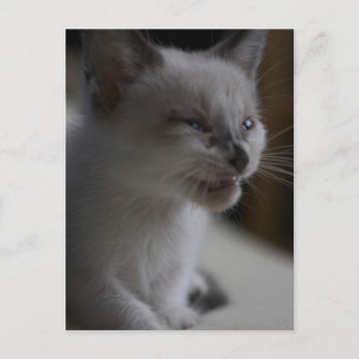 Kitten Meowing Postcard