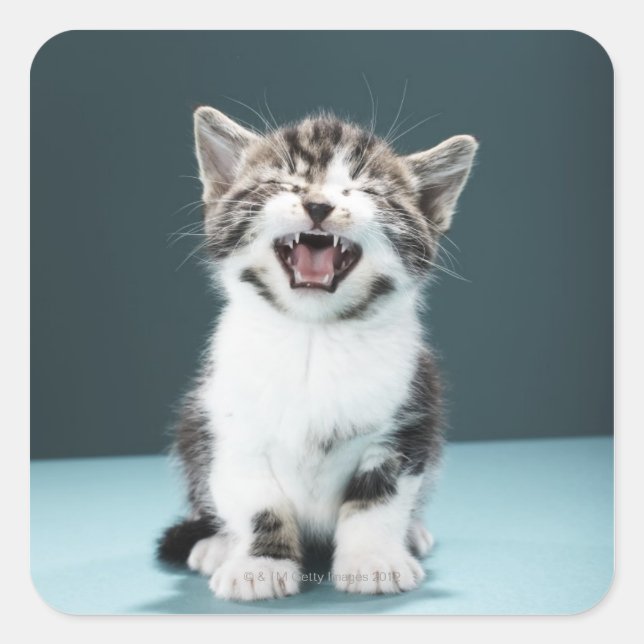 Kitten meowing square sticker (Front)