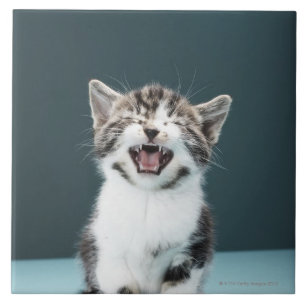 Kitten meowing tile