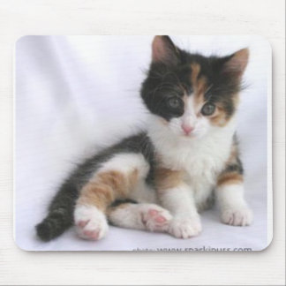 kitten mouse pad