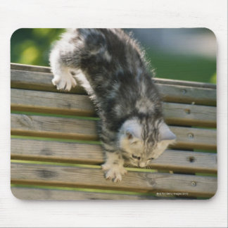 Kitten moving down on bench mouse pad
