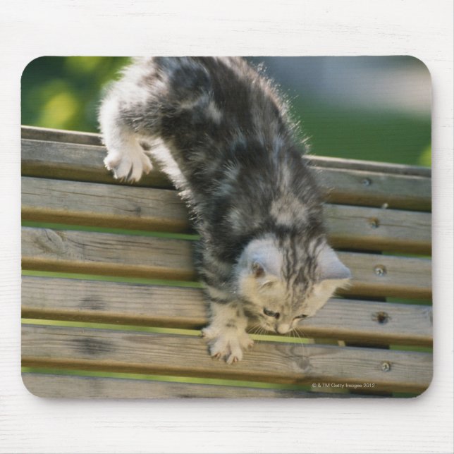 Kitten moving down on bench mouse pad (Front)