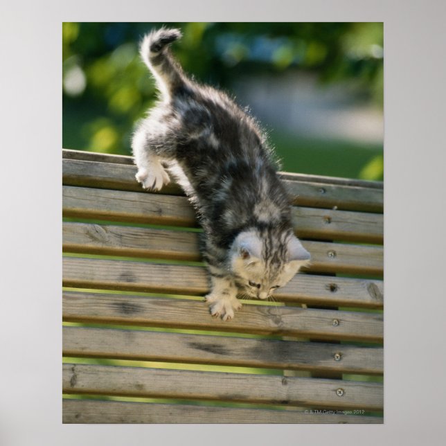 Kitten moving down on bench poster (Front)