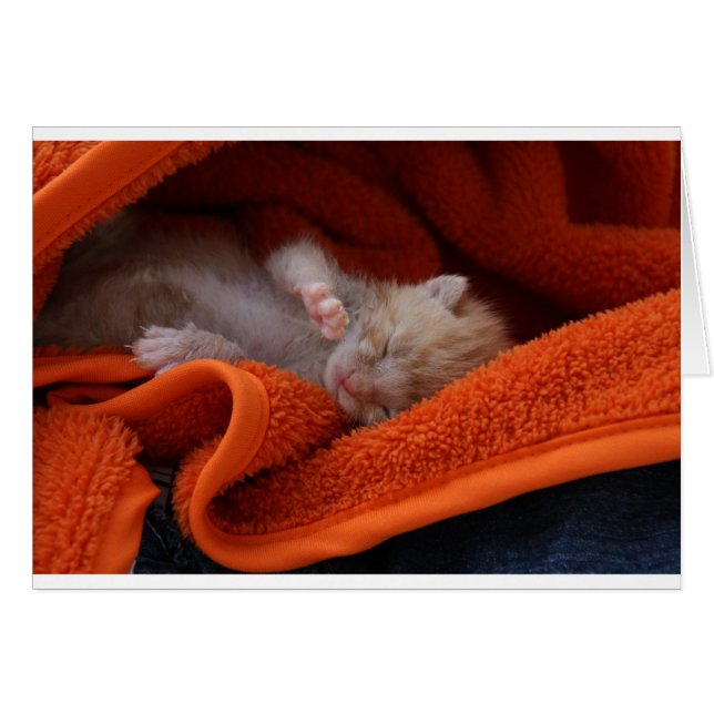 Kitten Newborn- Fully Customisable (Front Horizontal)