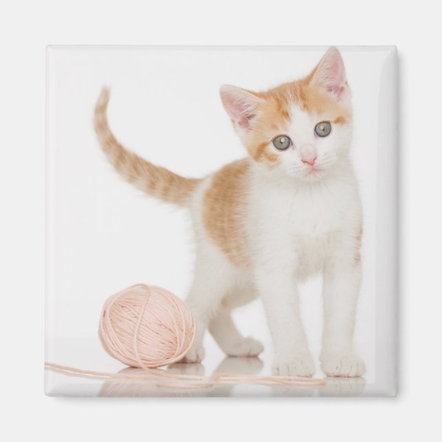 Kitten Next To Ball Of String Magnet (Front)