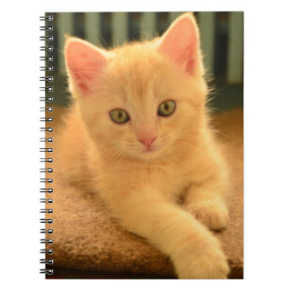 Kitten Notebook