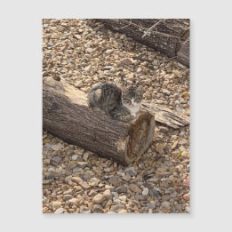 Kitten on a Log