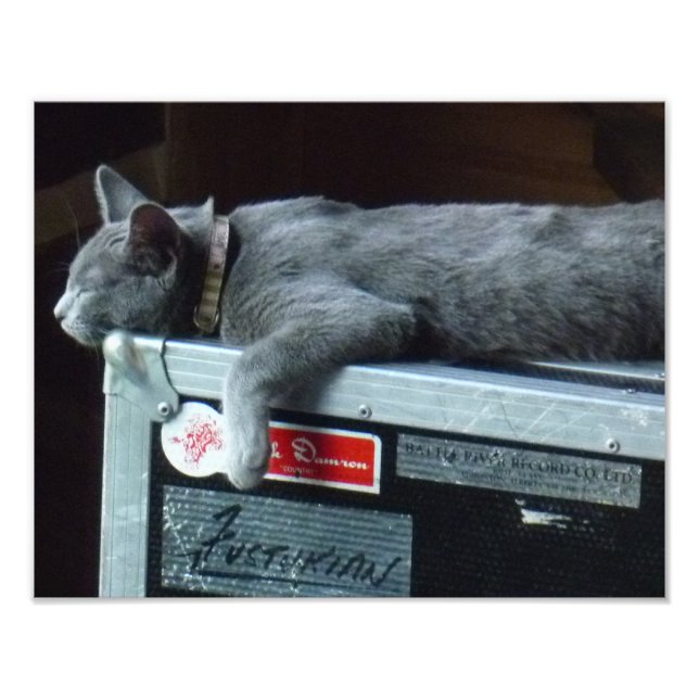 Kitten on a Road Case Photo Print (Front)