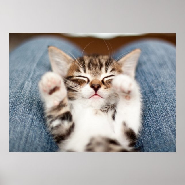 Kitten On My Lap Poster (Front)