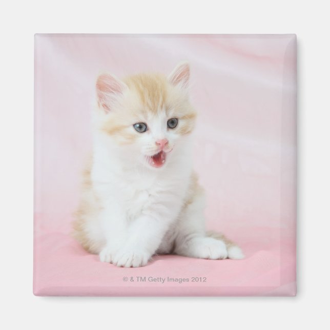 Kitten on Pink Background Magnet (Front)