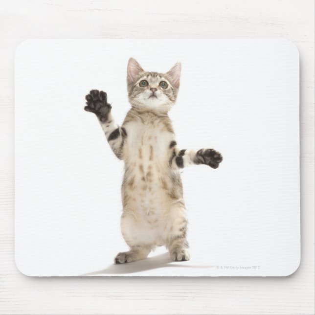 Kitten on white background mouse pad (Front)