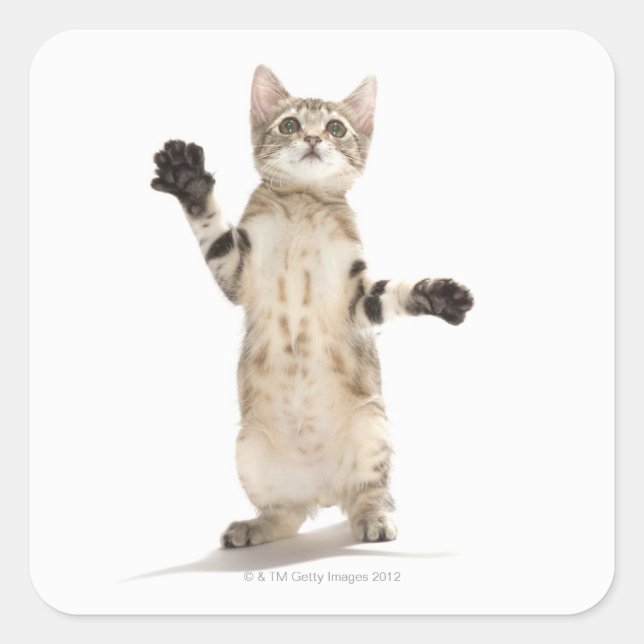 Kitten on White Background Square Sticker (Front)