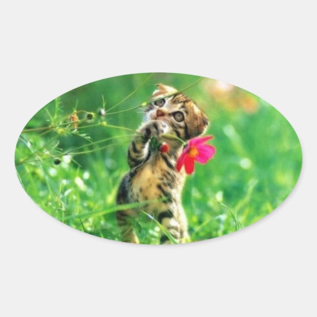 Kitten Oval Shape Stickers (Front)