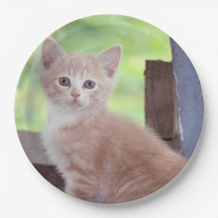 Kitten  paper plate