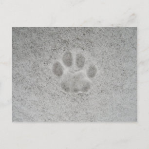 Kitten paw print in snow Postcard