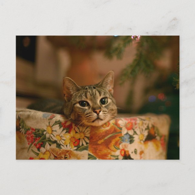 Kitten peeking behind the Christmas tree Postcard (Front)