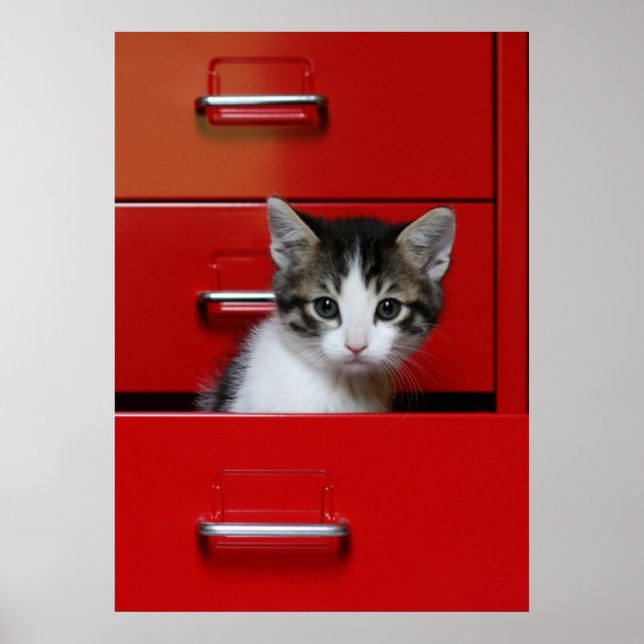 Kitten Peeking Poster (Front)