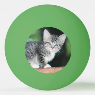 Kitten Ping Pong Ball