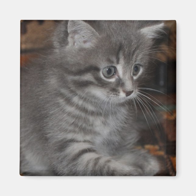 Kitten Playing Magnet (Front)