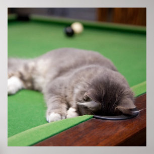 Kitten Playing Pool Poster