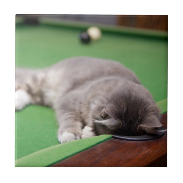 Kitten Playing Pool Tile (Front)