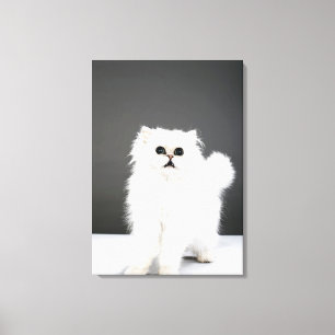 Kitten Portrait Canvas Print