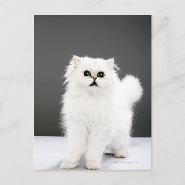 Kitten Portrait Postcard (Front)