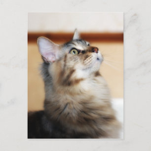 Kitten Post Card - Maine Coon Cat