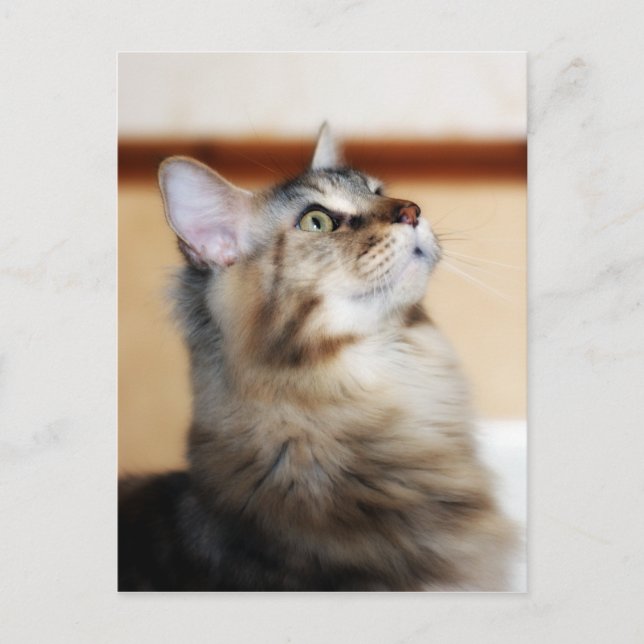 Kitten Post Card - Maine Coon Cat (Front)