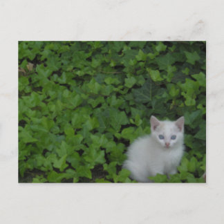 Kitten Postcard