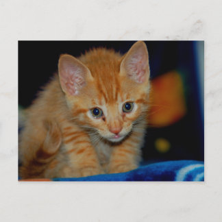 Kitten Postcard