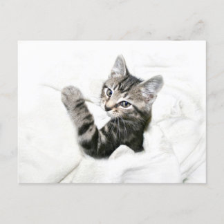 Kitten Postcard