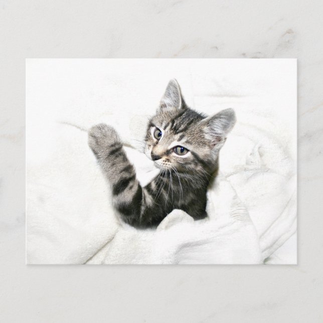 Kitten Postcard (Front)